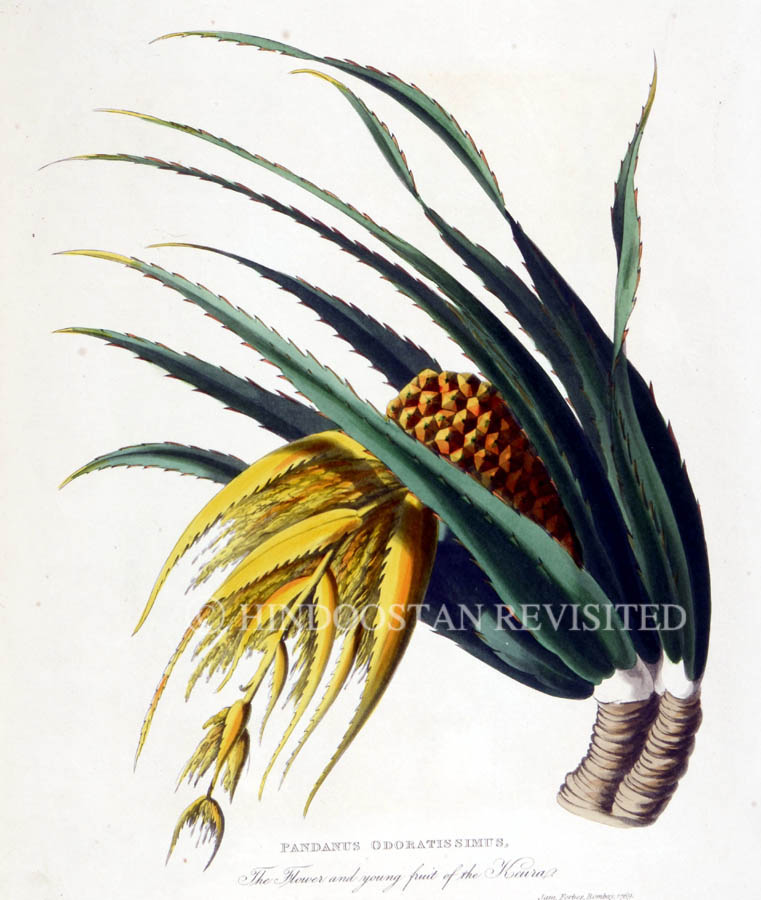 /data/Original Prints/Natural History/THE FLOWER AND YOUNG FRUIT OF THE KEURA.jpg